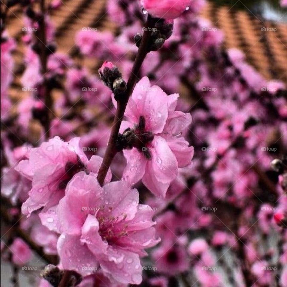 Cherry Blossoms