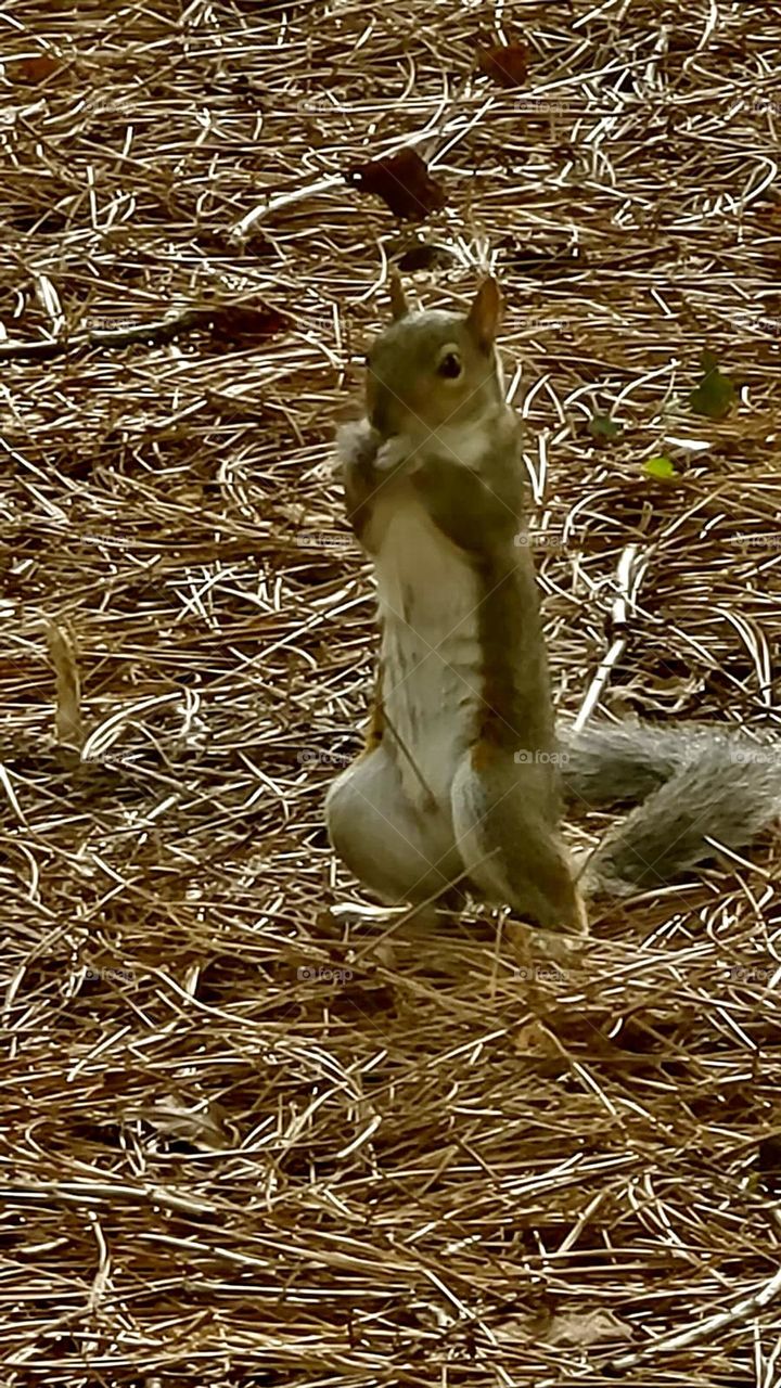 squirrel nature 