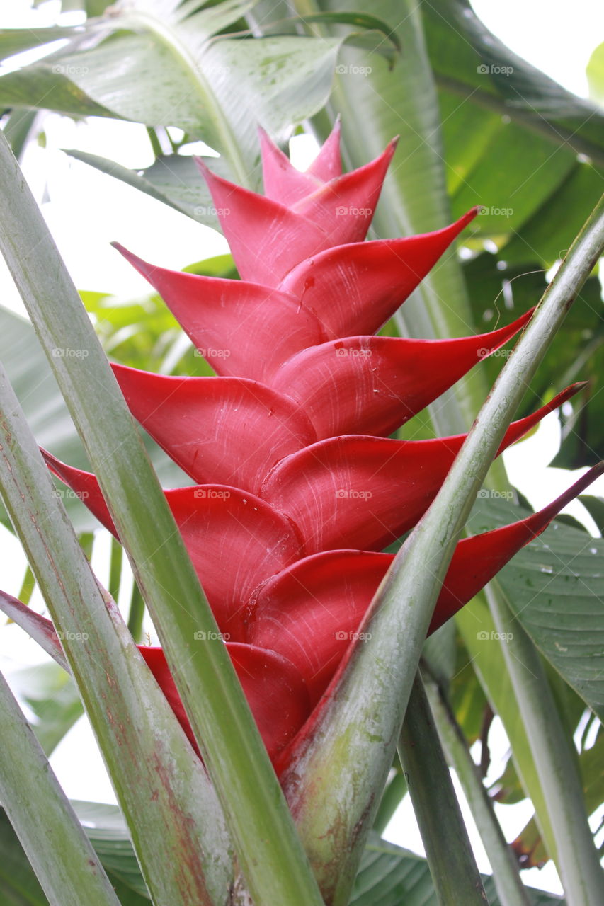 red tropical flower in Costa Rica