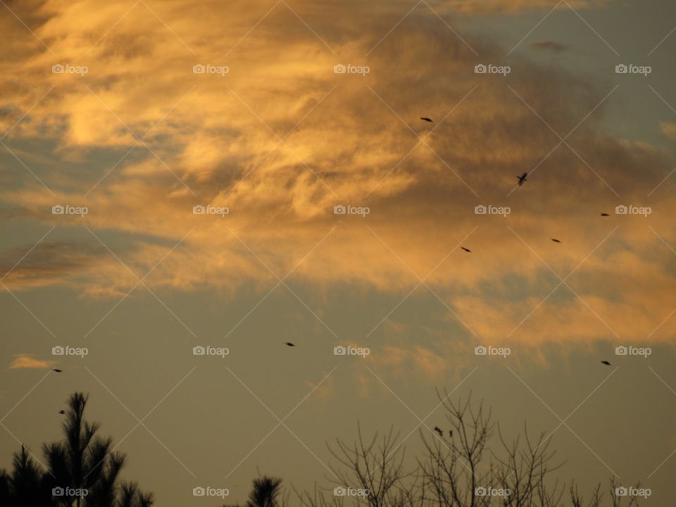 Clouds at sunset with bird silhouettes