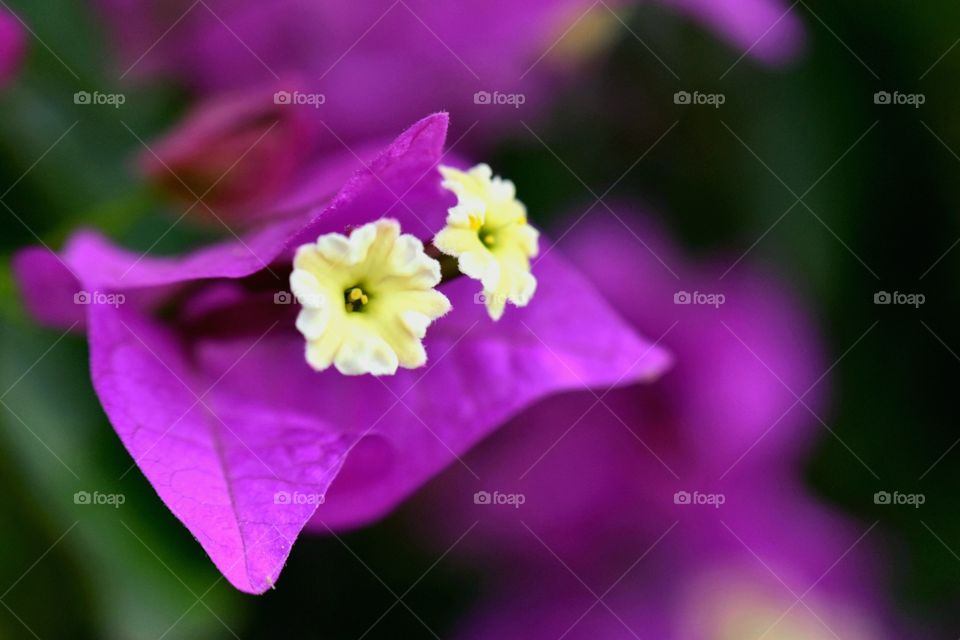 bougainvillea flower