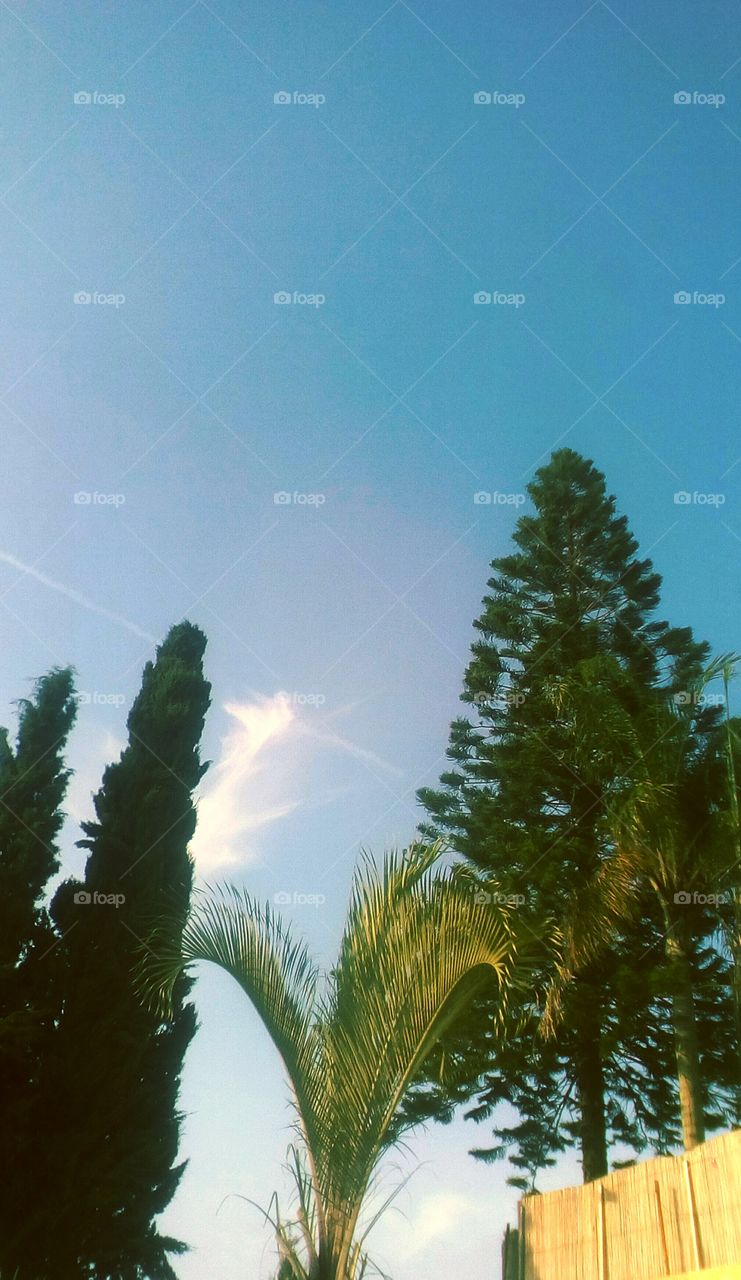 Tropical exotic landscape with tallest 
Evergreen and beautiful Palm in sunny 
day with scenic blue sky