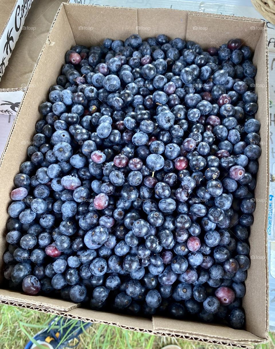 This image shows a cluster of blueberries at various stages of ripeness on the bush. The berries range from green (unripe) to pink (partially ripe) to dark blue (ripe). The leaves are a healthy green, indicating a well-maintained plant.