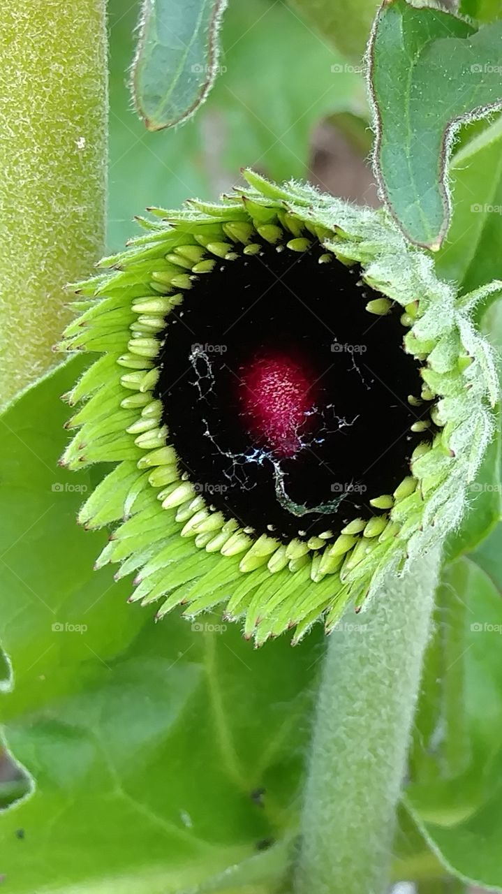 Flora, Nature, Leaf, Garden, Summer