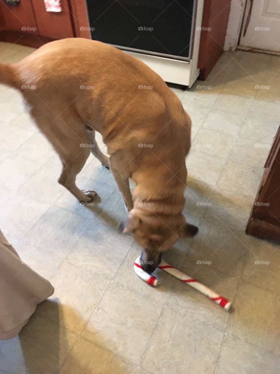Bear my Big dog trying to figure out what to do with his big rawhide candy cane 