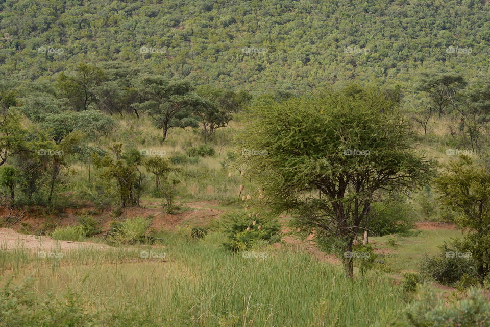 landscape bushveld