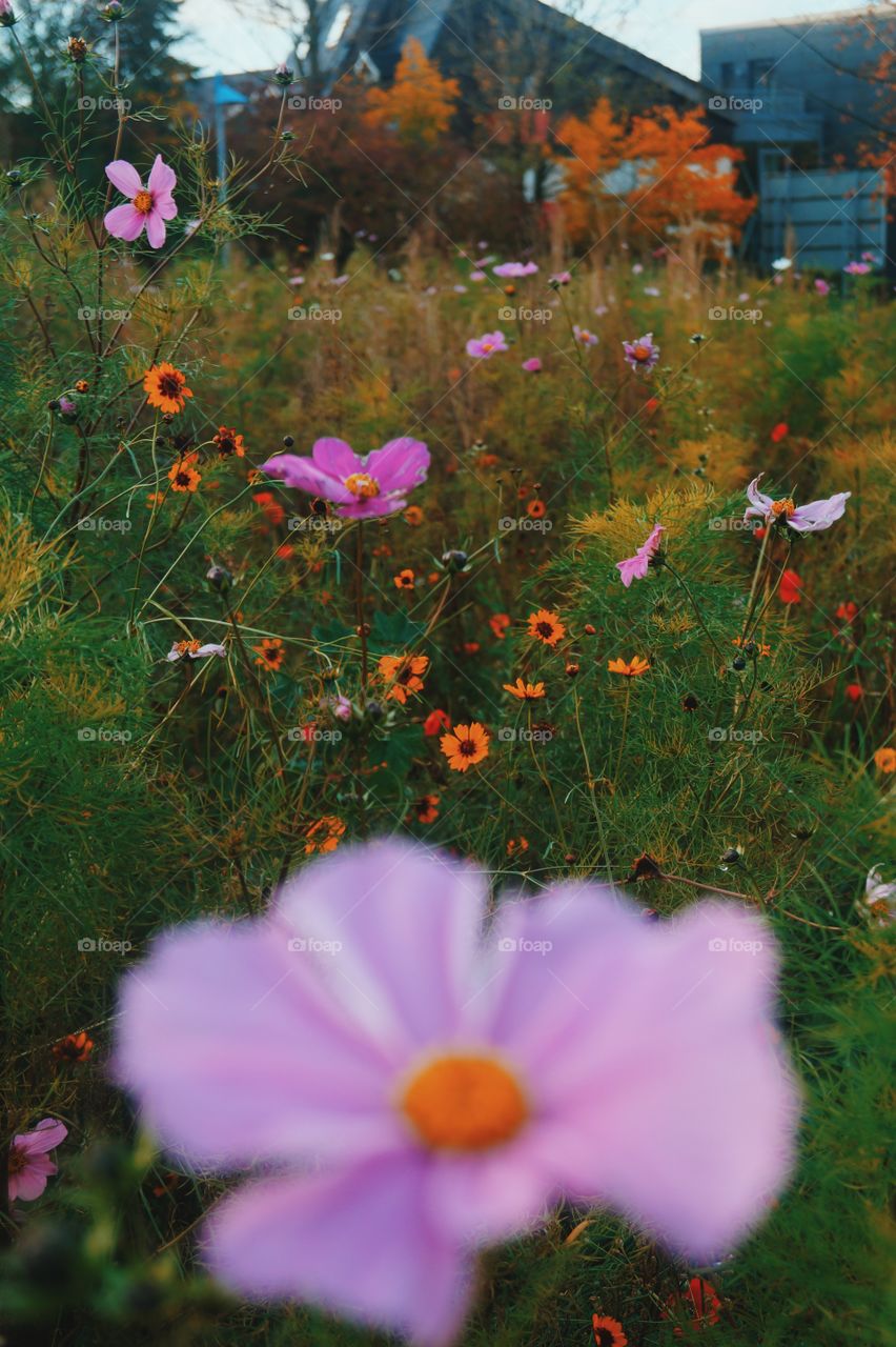 Fall flowers 