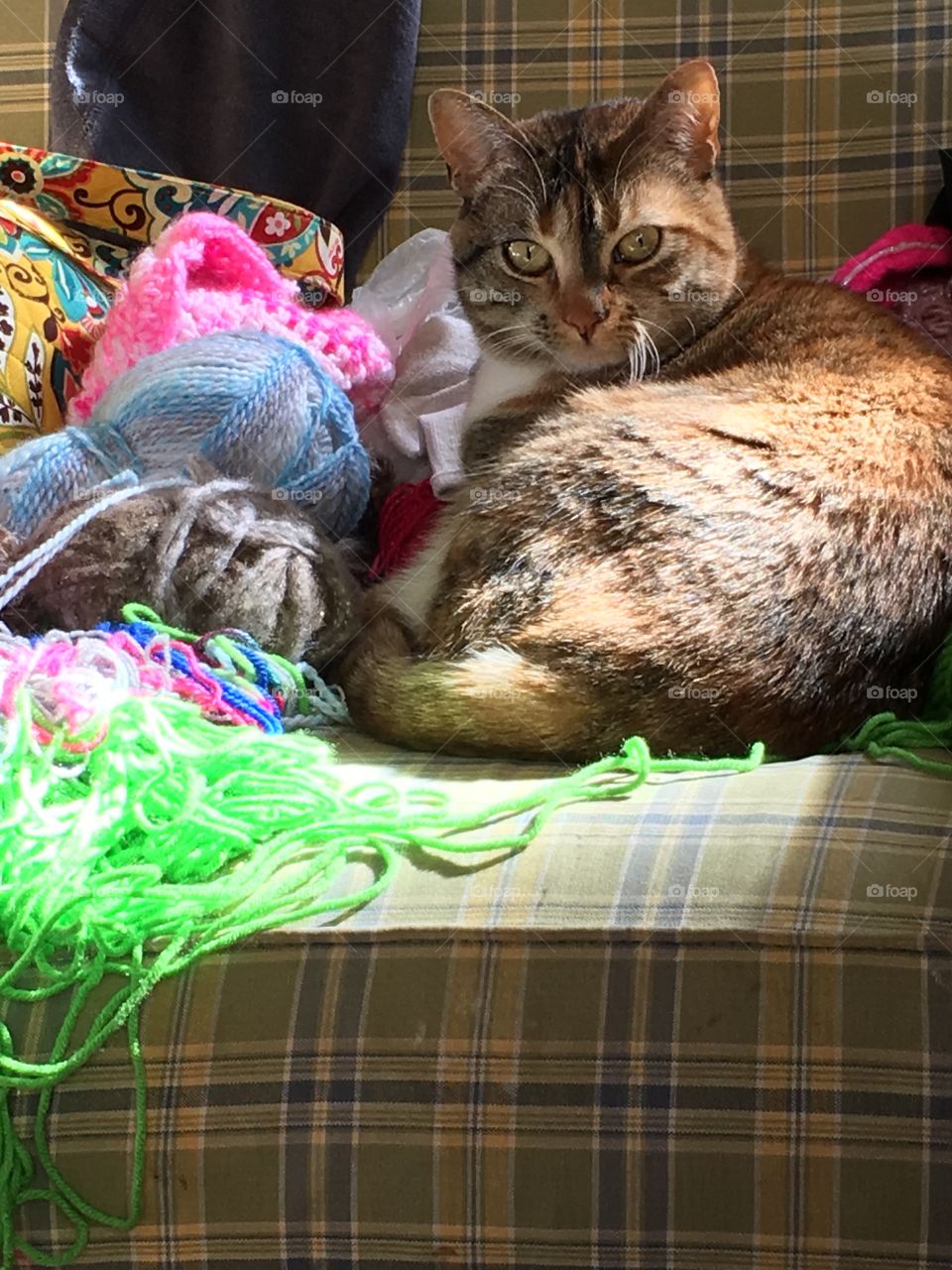Knitty kitty