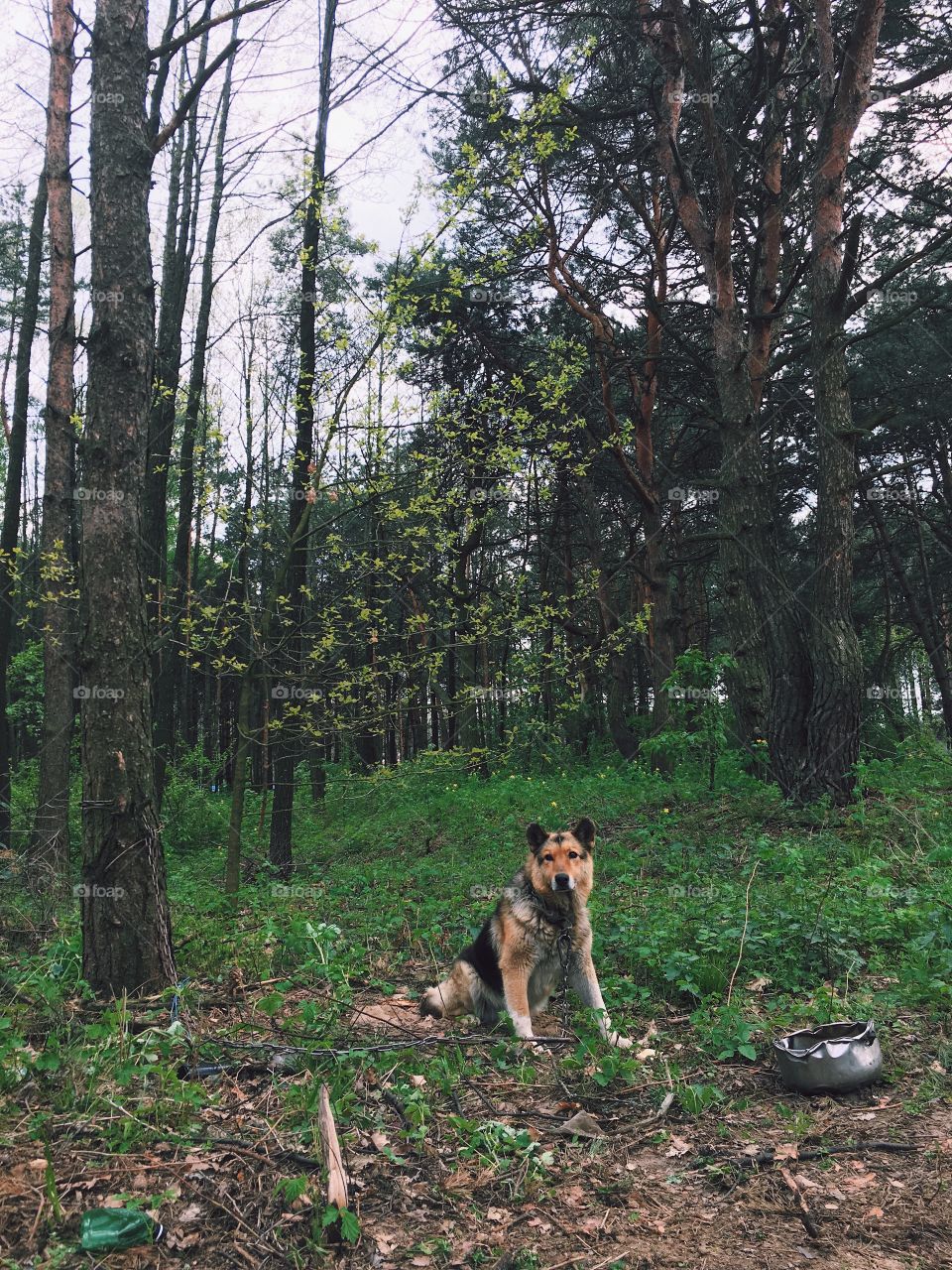 Tree, Wood, No Person, Landscape, Nature