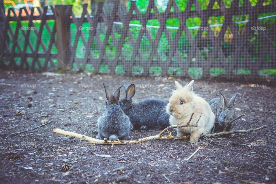 Cute rabbits are eating a bark