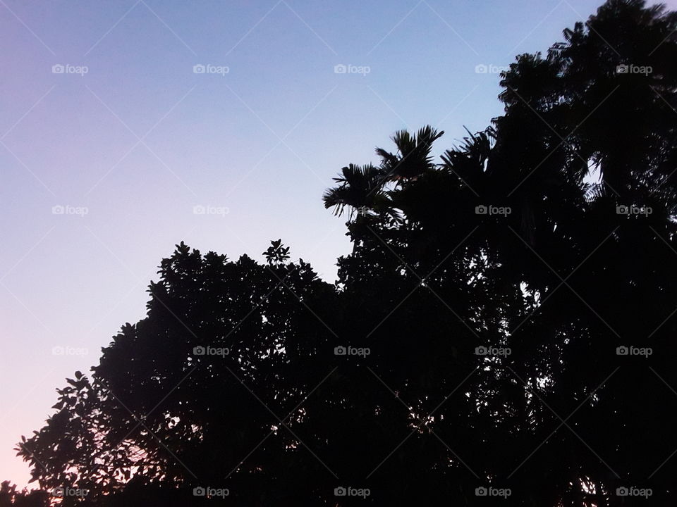 this is beautiful location in Sri Lanka. beautiful views day lighting of the morning tree and blue sky in this picture