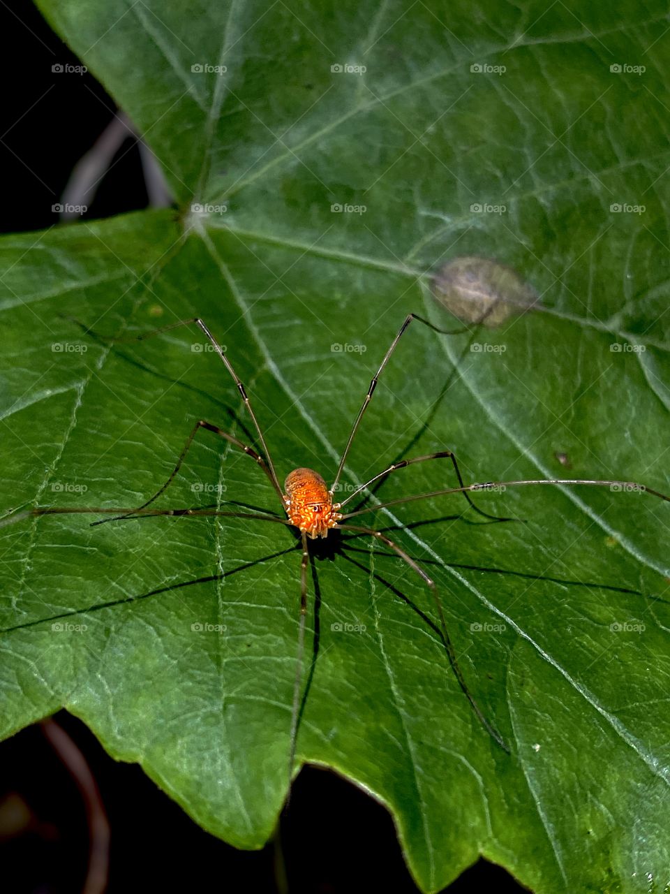 Juvenile Harvestman 