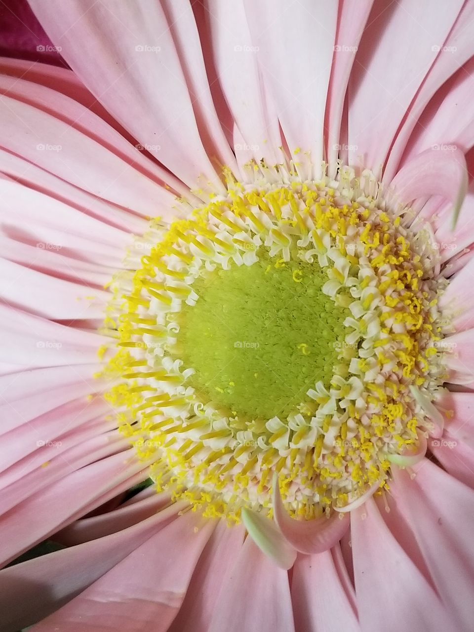 Gerbera Daisy