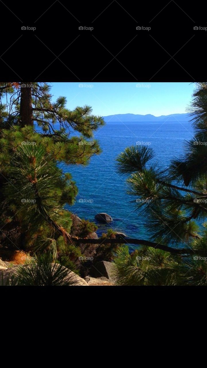 water blue lake tahoe pinecones by gingersleetsnow