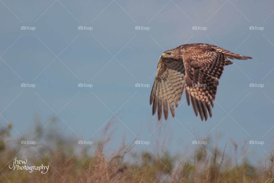 Red shouldered hawk