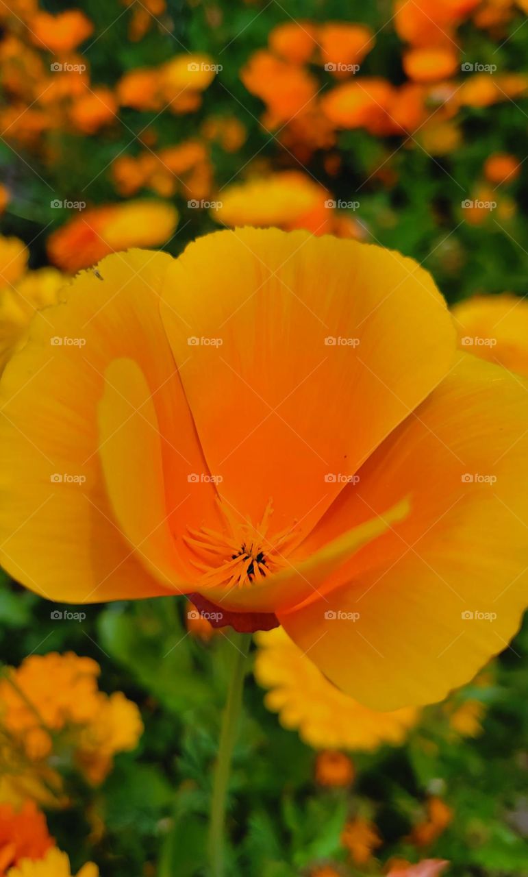 orange California Poppies