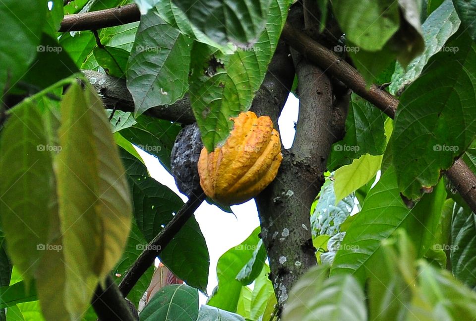 Cocoa pod