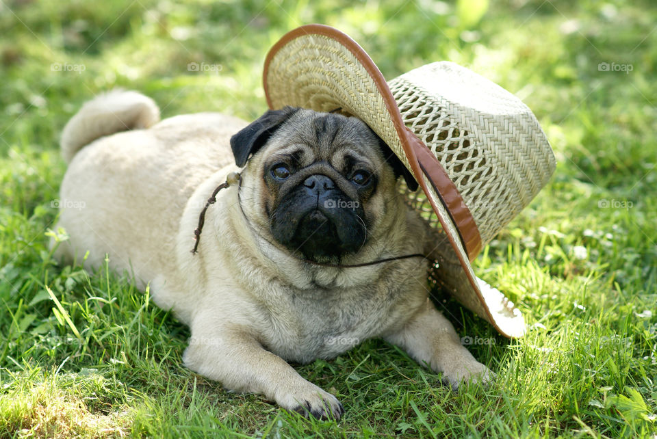 Thick young morsiha wallows in the grass with straw hat