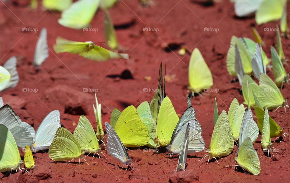 butterflies