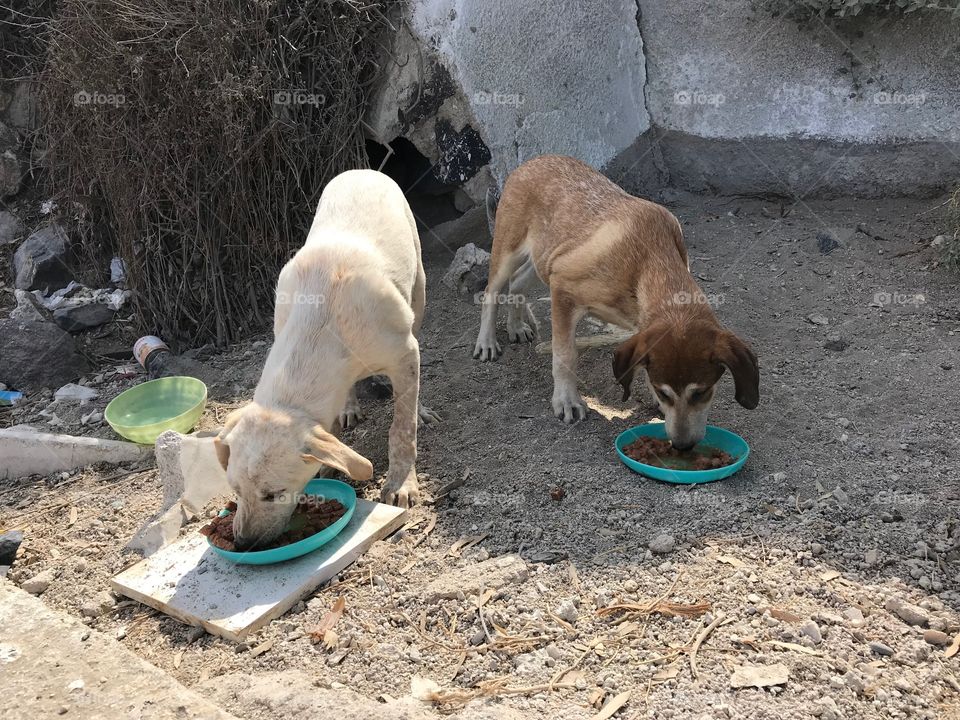 Stray dogs get fed. 