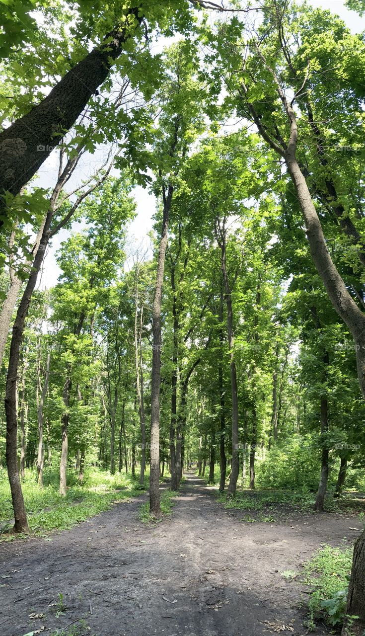 Green summer forest 