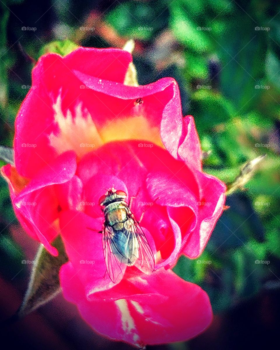 resting fly on a rose