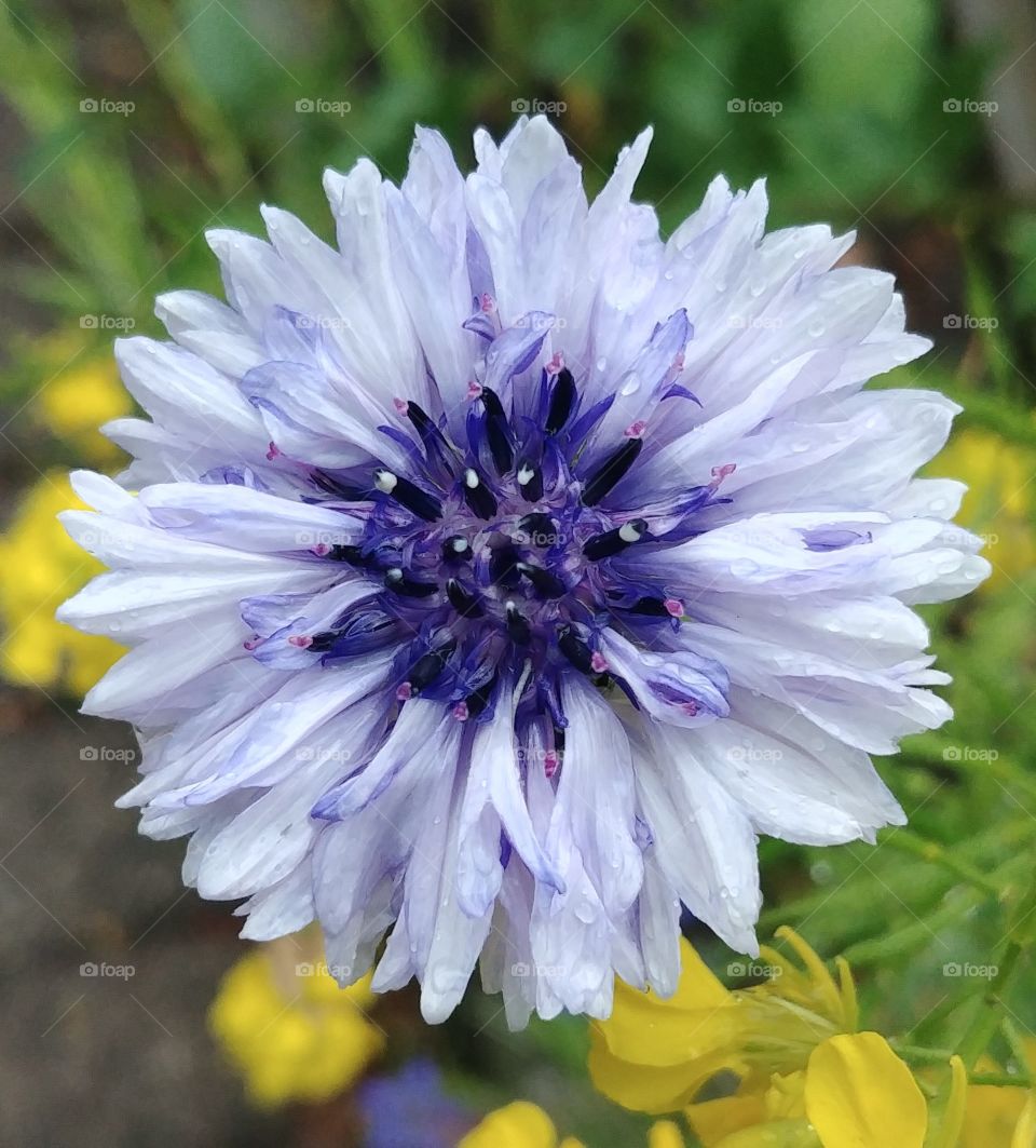flower blühen blume Blüte blühen weiß white lila blau purple