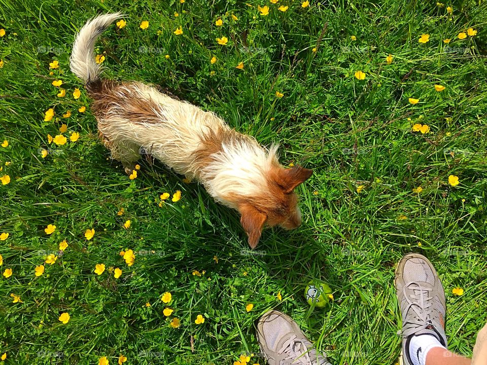 Man's best friend from where I stand. A puppy only needs a ball to chase and an owner looking down to throw it. Space, adventure and dogs.