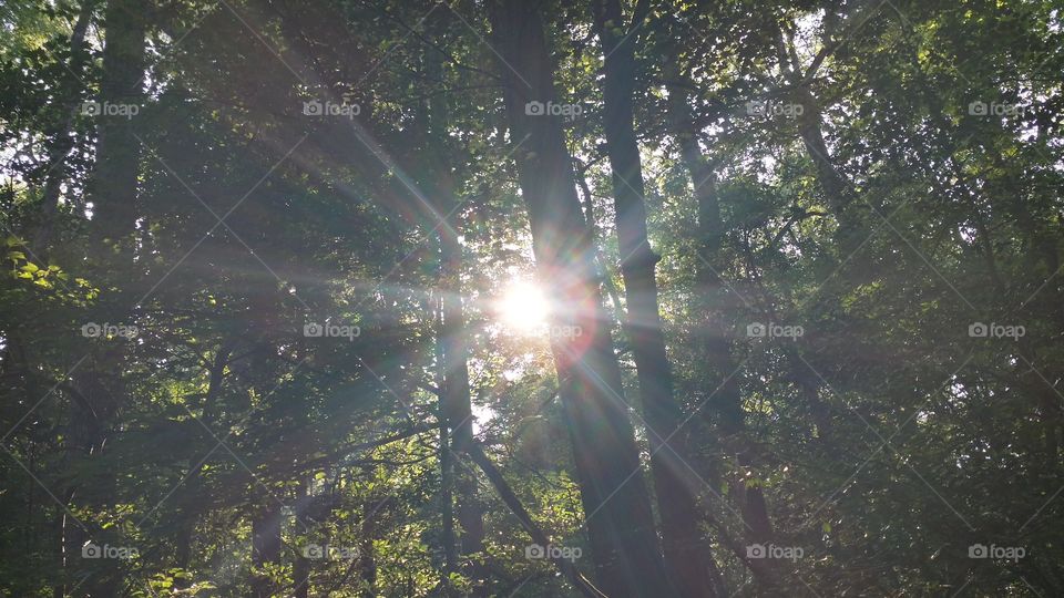 sun. sun in the woods