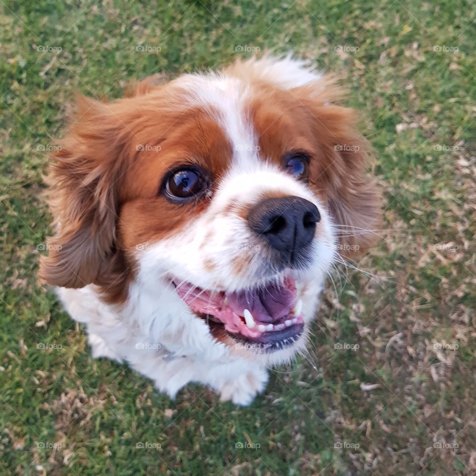 King Charles Cavalier dog