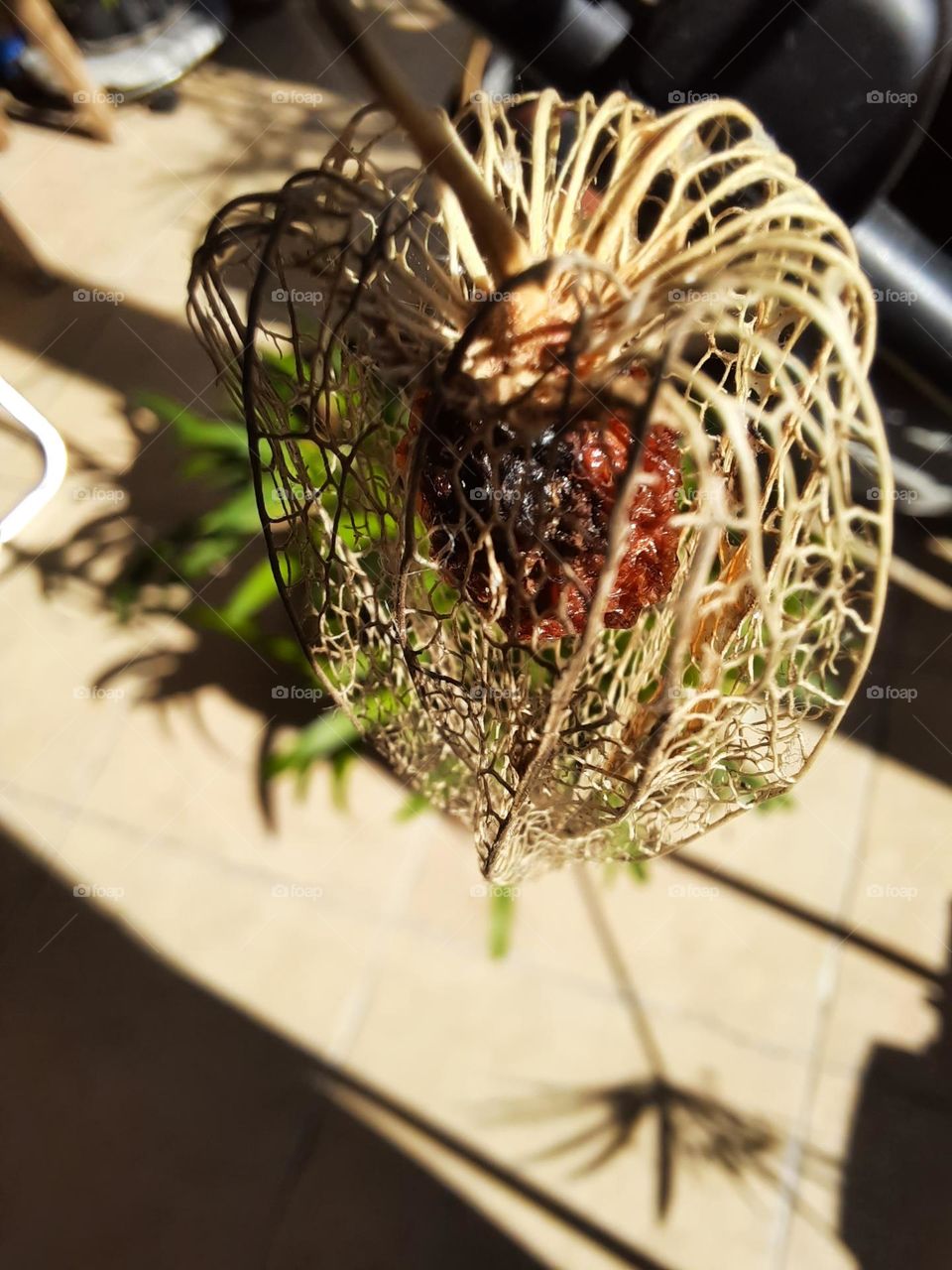 fruit of Physalis on sunny day