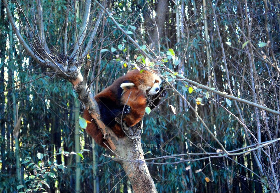 Sleeping Red Panda