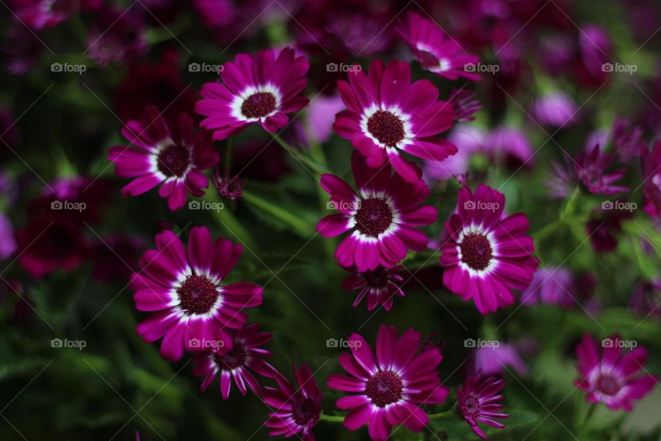 Bless the family with joy and prosperity, cineraria