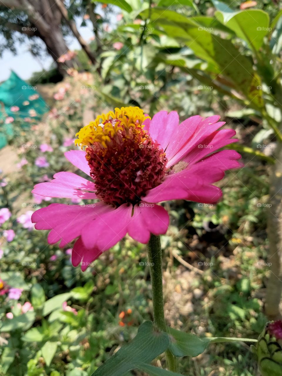 Zinnia elegans known as youth-and-age, common zinnia or elegant zinnia, is an annual flowering plant in the daisy family Asteraceae.