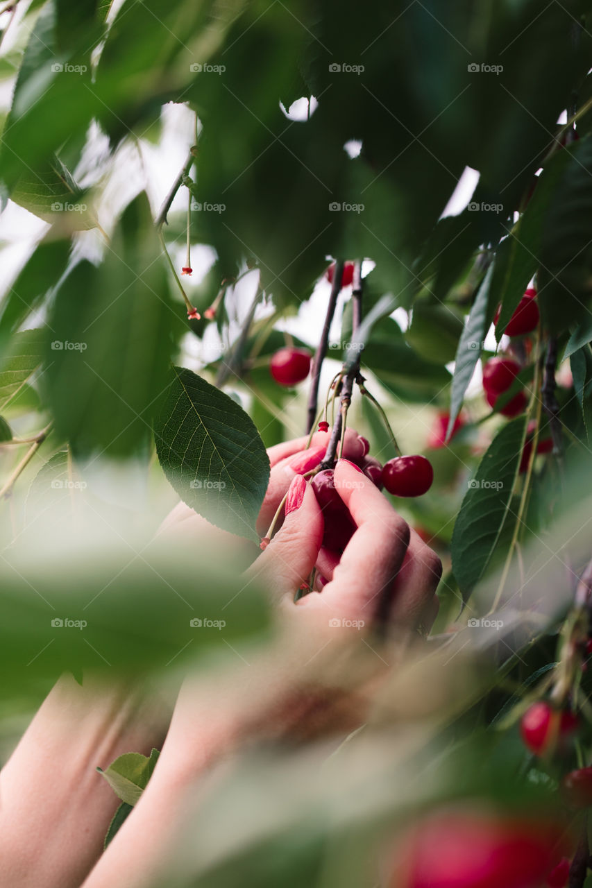 Woman picking cherry berries from tree