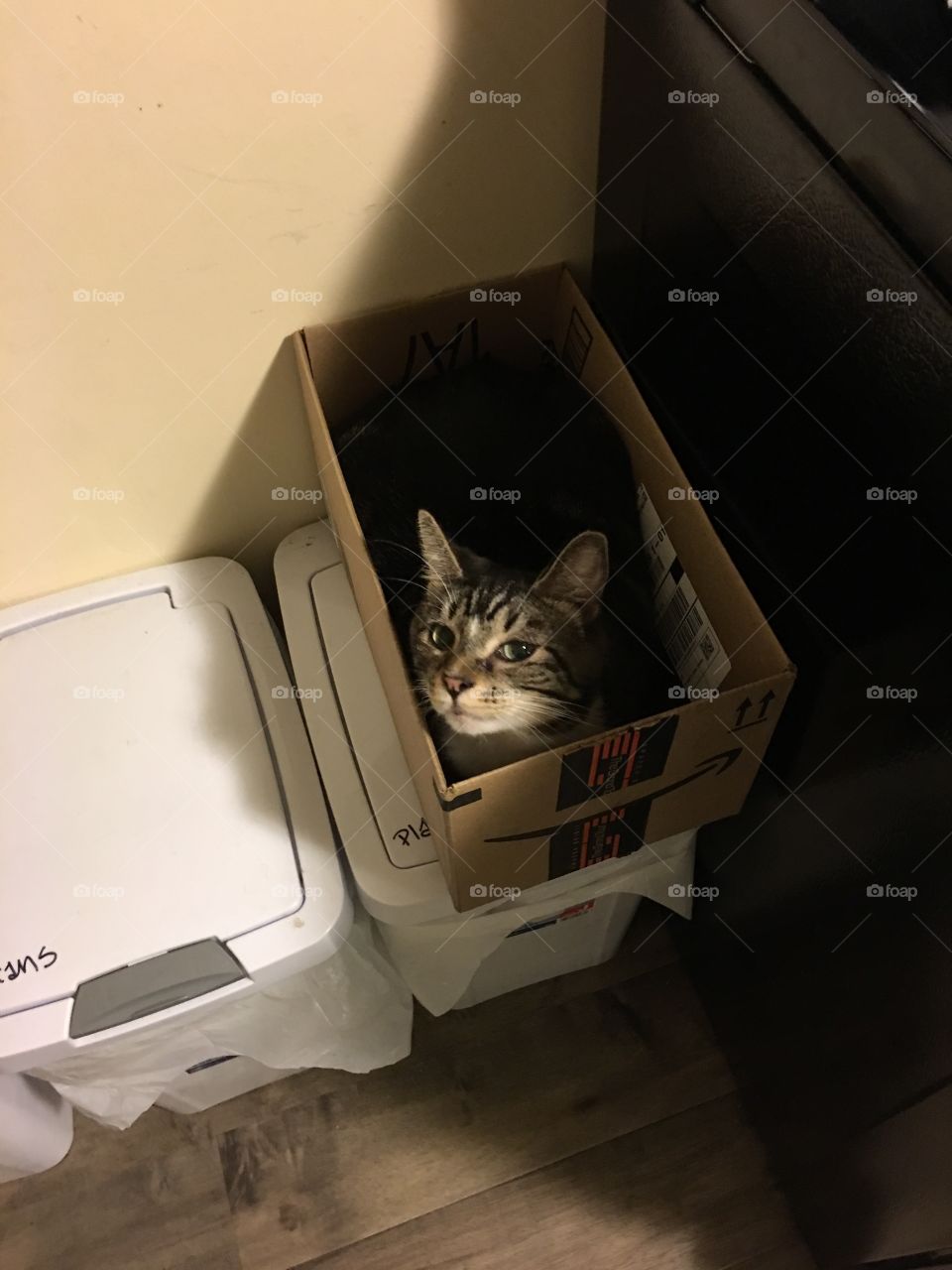 Cat in a box! 