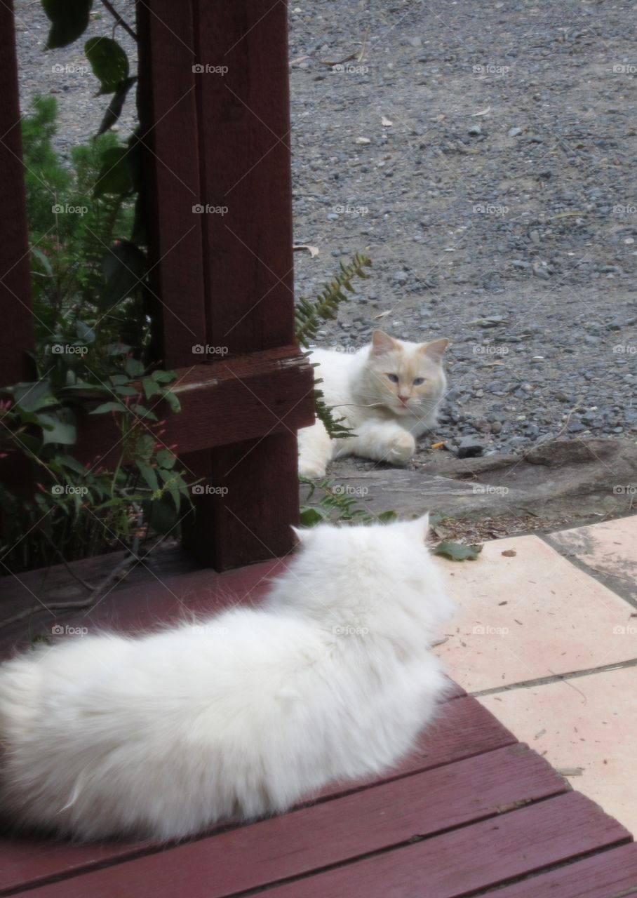 White cat relaxing on patio