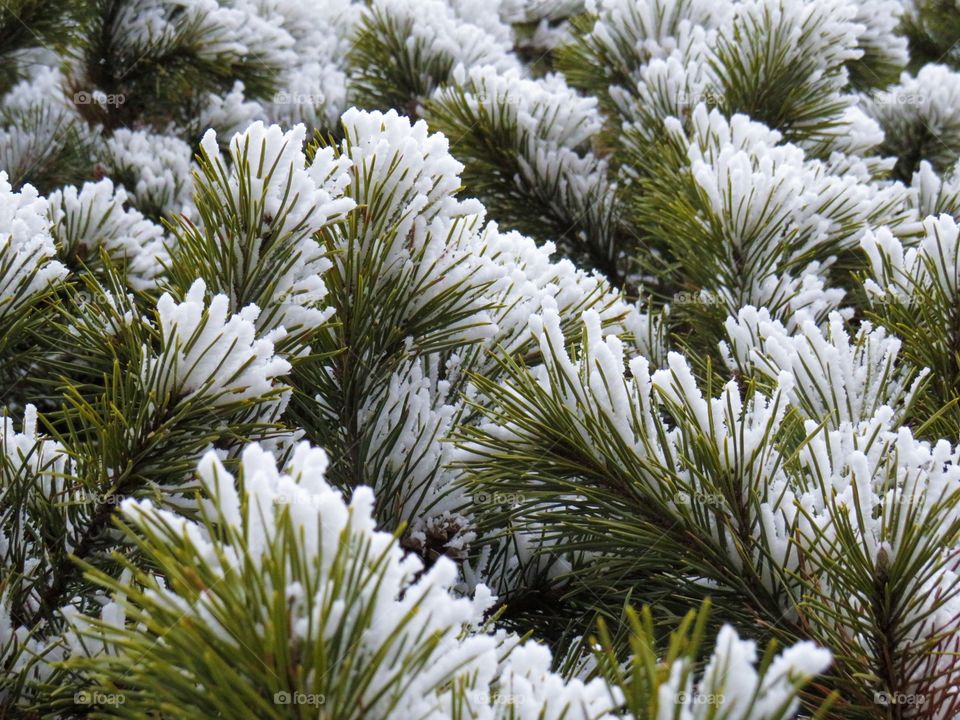 Evergreen, frost, green, winter, unique, close up, up shot