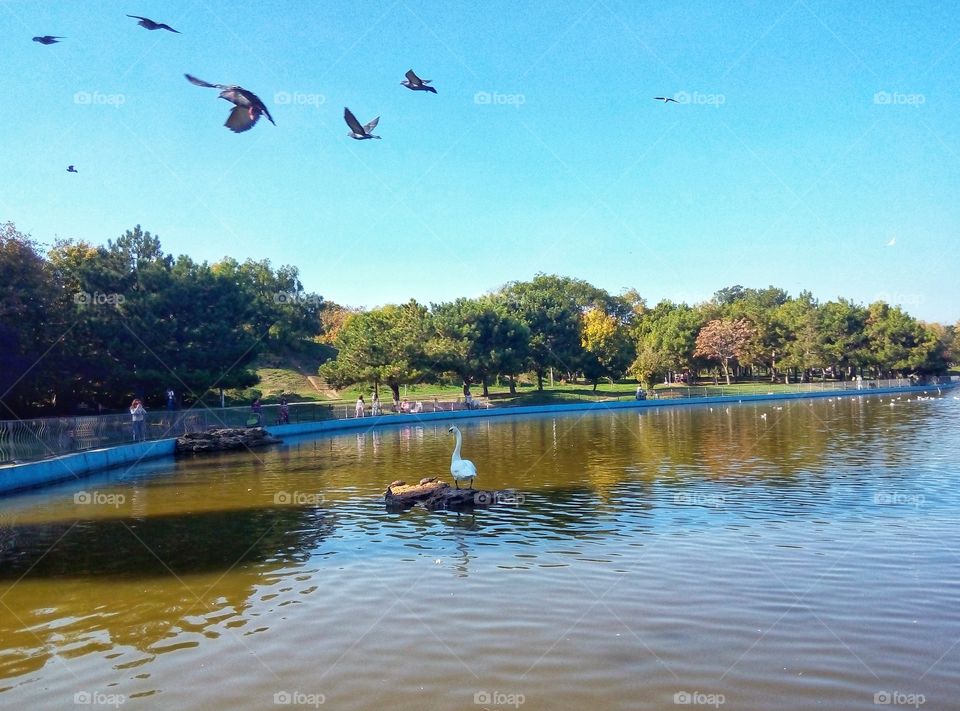 swan on the lake лебедь на озере
