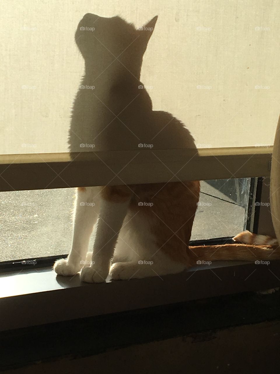 A kitty perched itself on a window ledge with a half open blind creating a combination of half real and half shadow existence. Cats are mysterious creatures! 