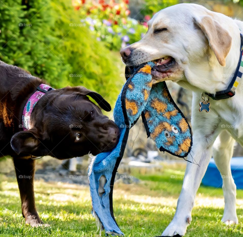 Two Labrador retriever dogs playing with a funny toy