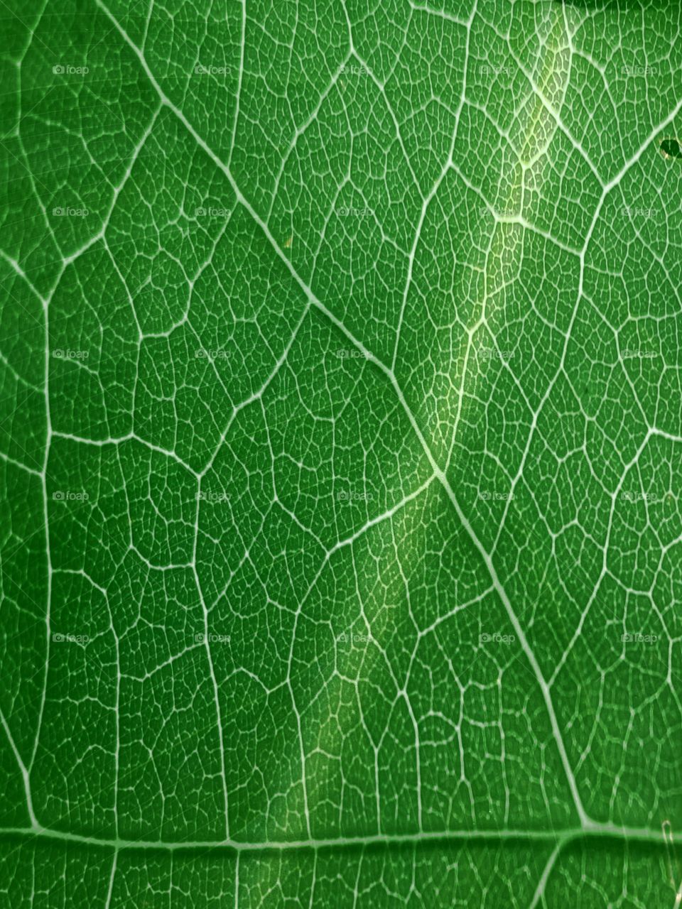 Leaf