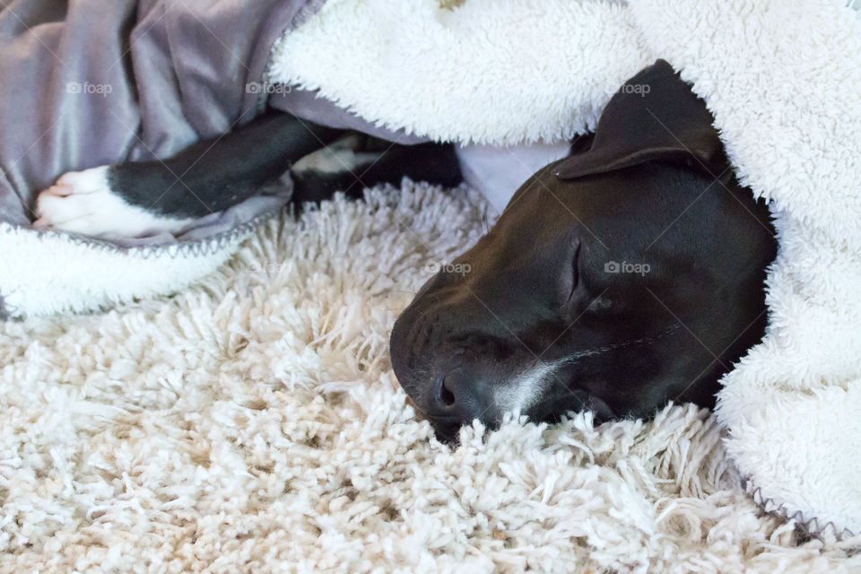 Puppy staying warm and cozy under fluffy blankets 