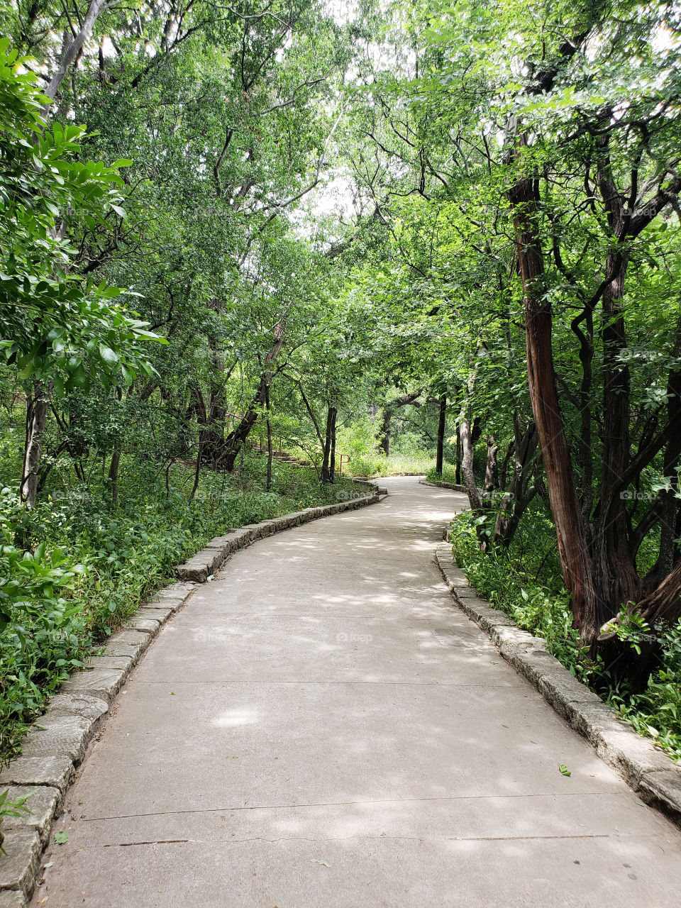 Path through the trees