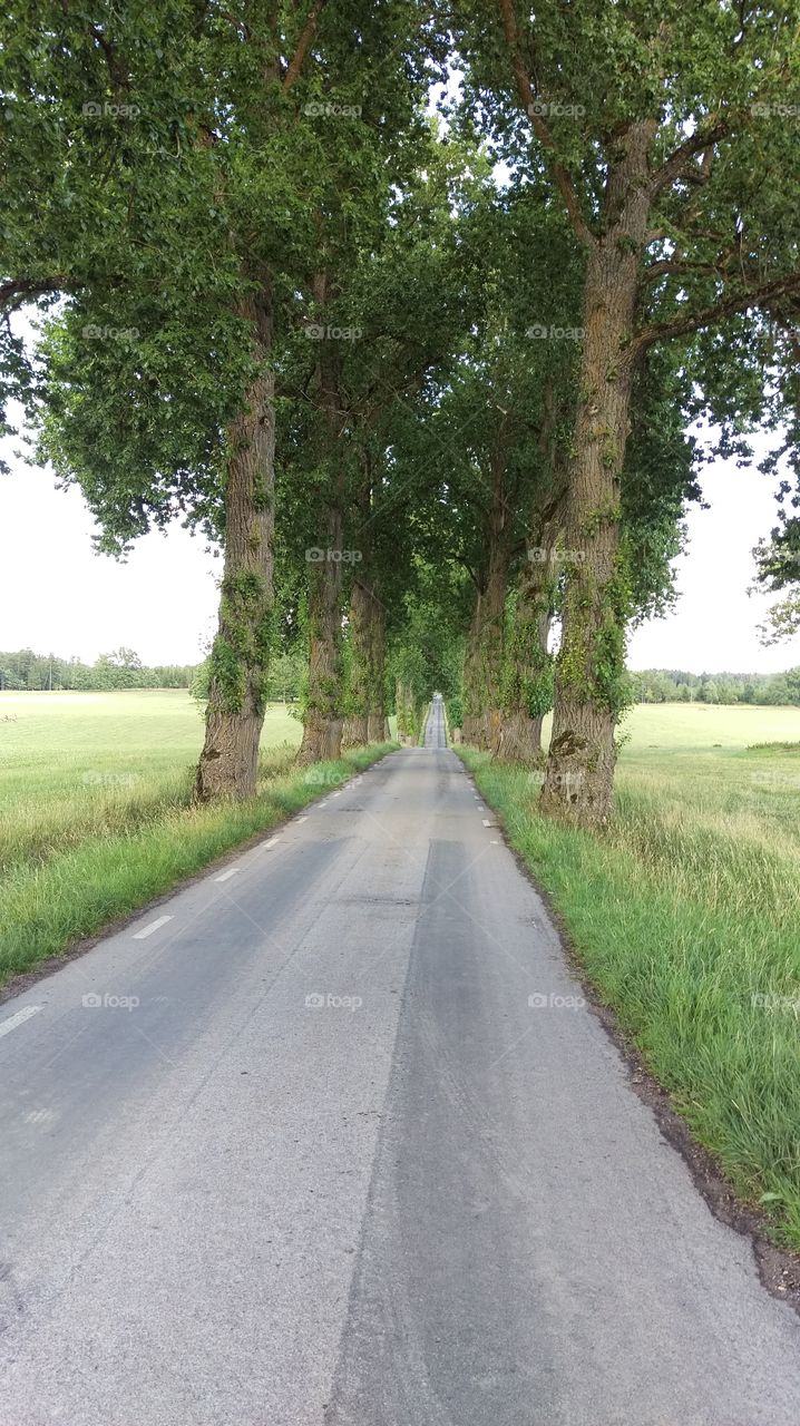 Tree-lined road, Grensholm, Östergötland, Sweden 