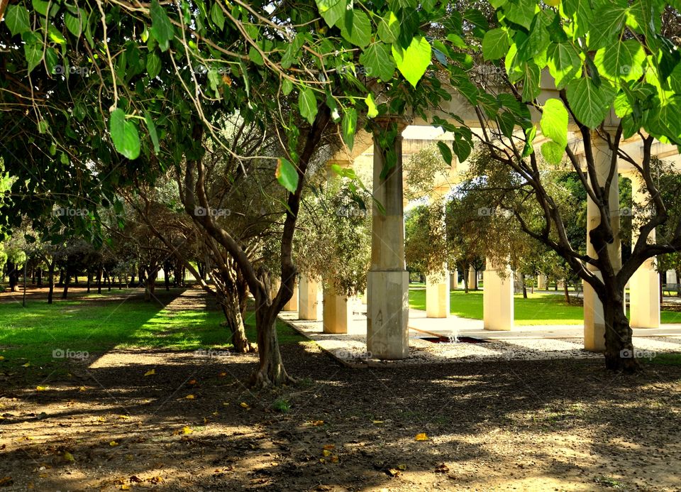 lights and shadows under the trees in the park of Valencia