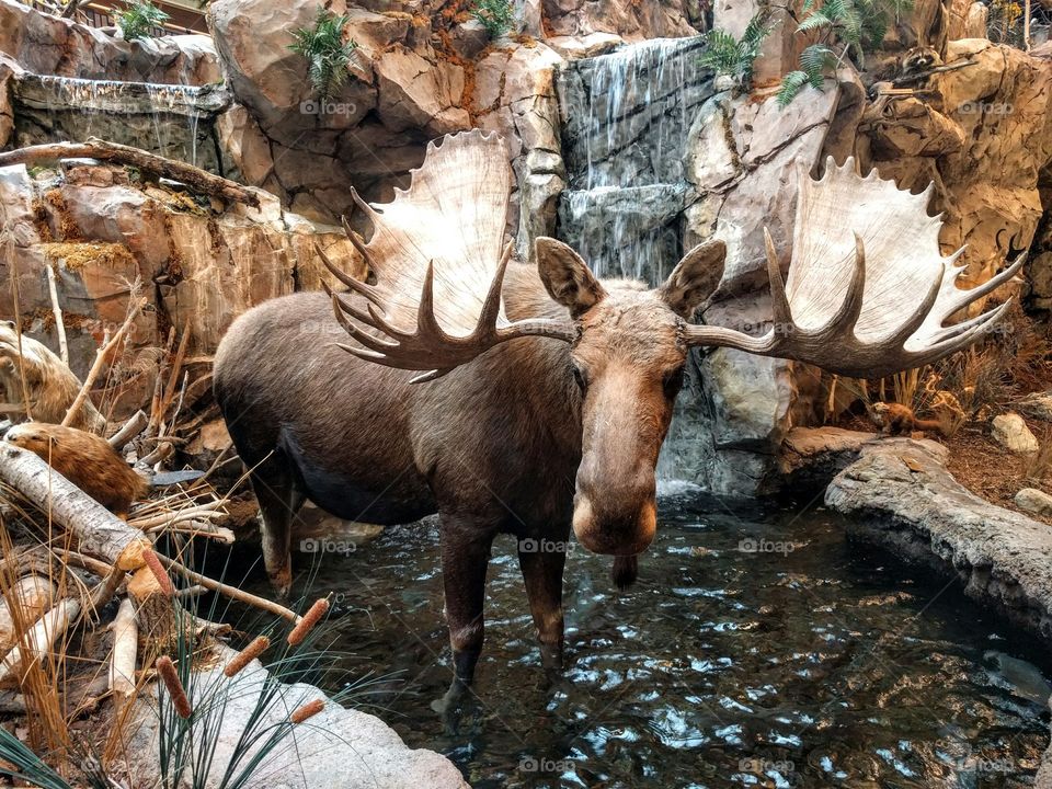 moose