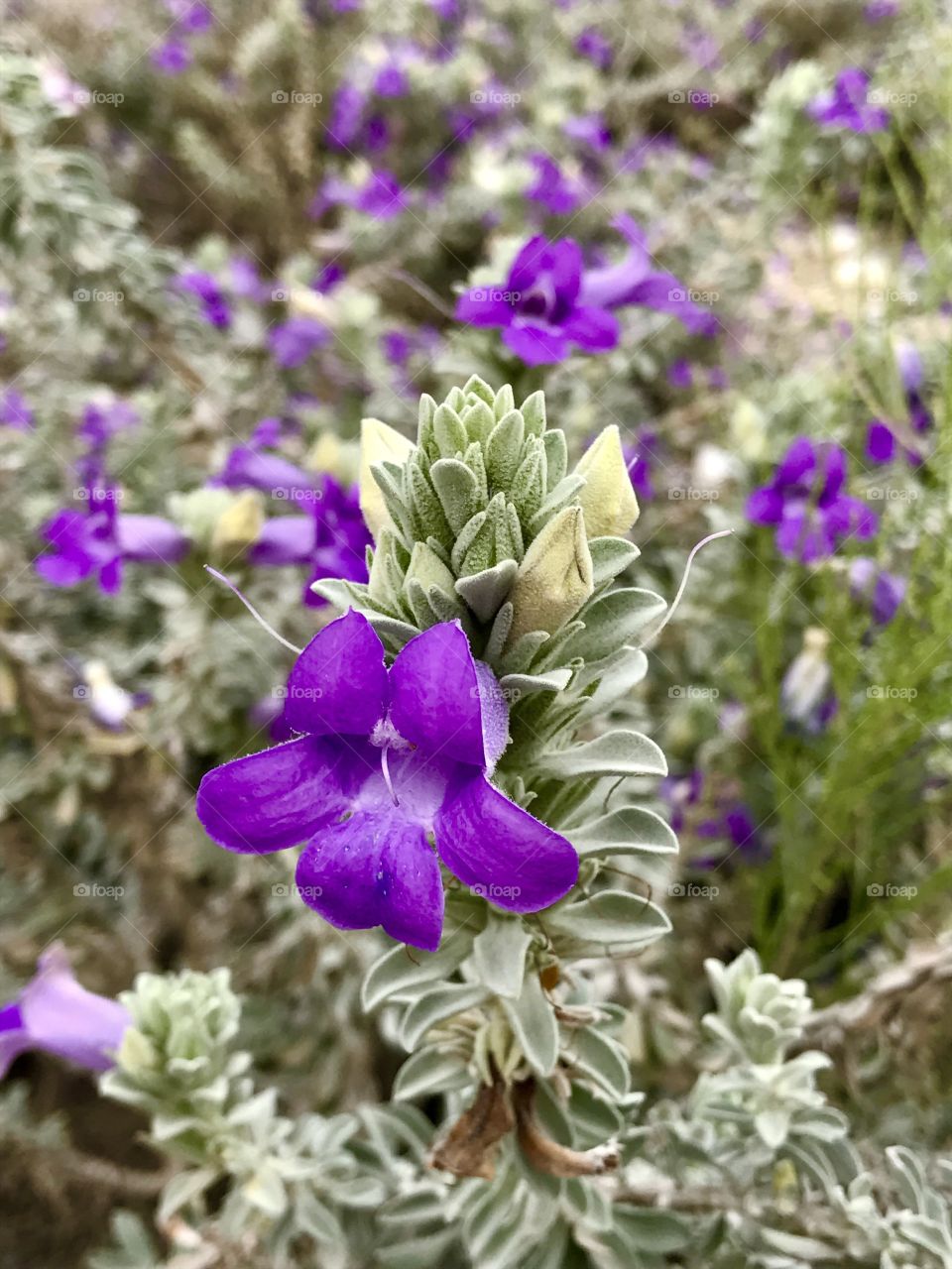 Purple Flowering Bush