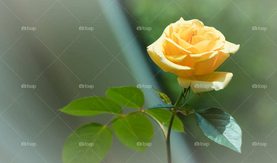 Depth of field shot of a single yellow rose