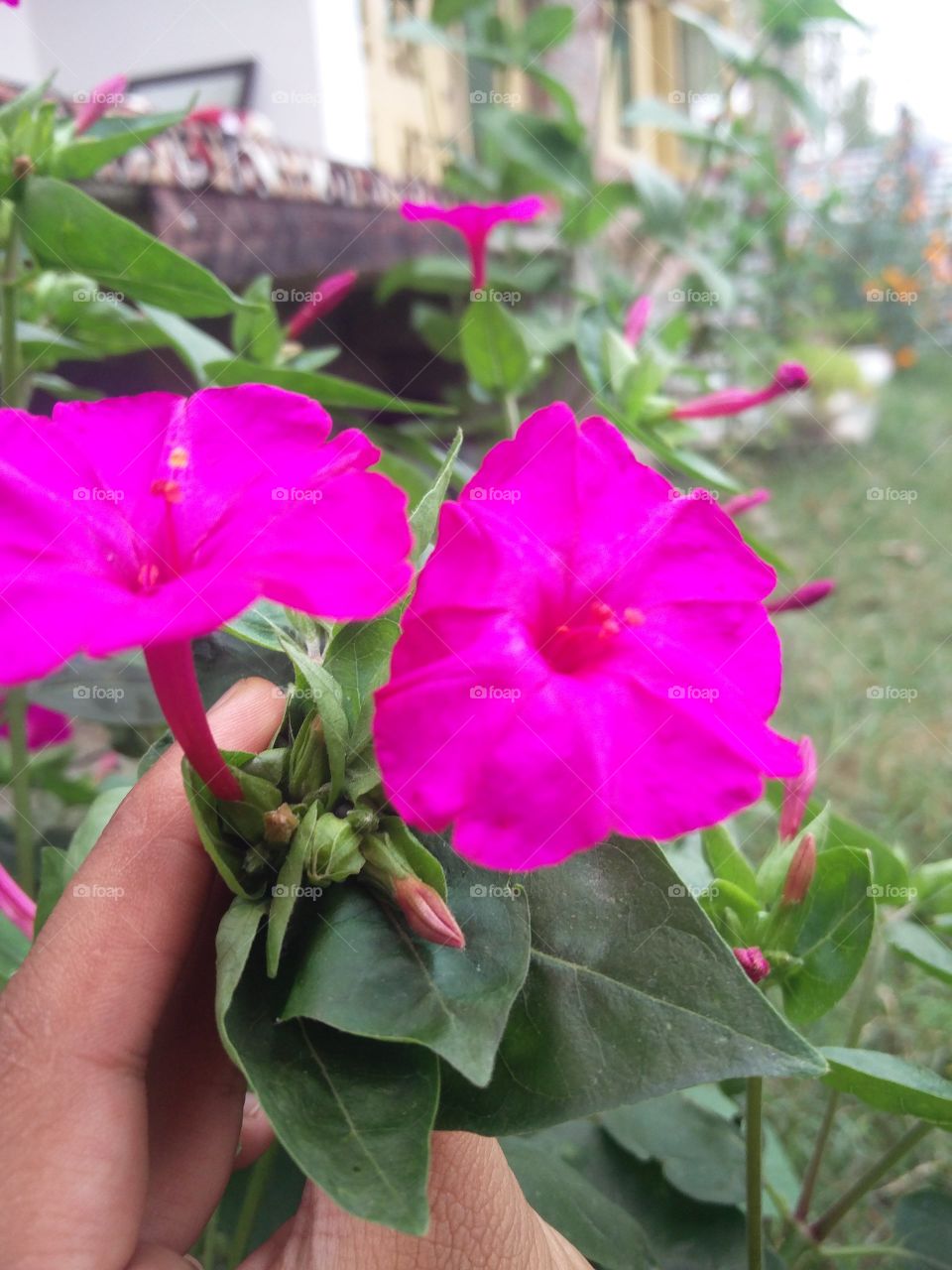 flower lover blossoming 
📸 Muneeb bhat